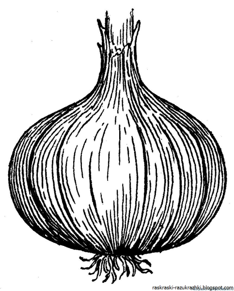 Лук раскраска