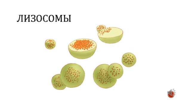 Строение лизосомы клетки рисунок