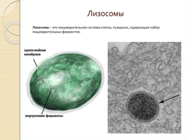 Схема строения лизосомы