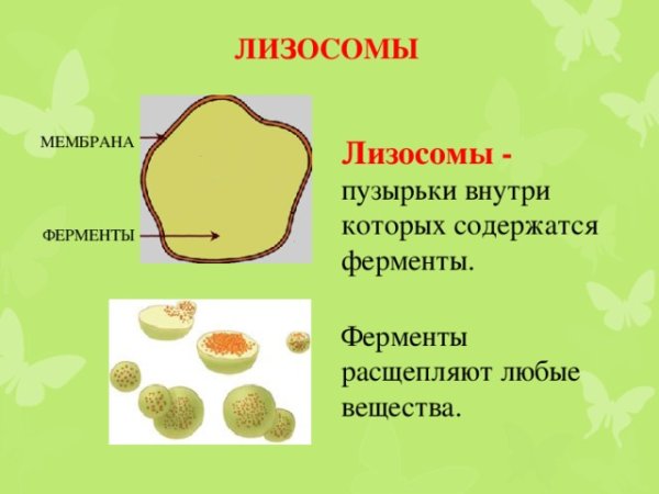 Ферменты лизосом