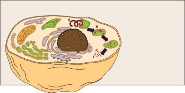 Лизосомы рисунок