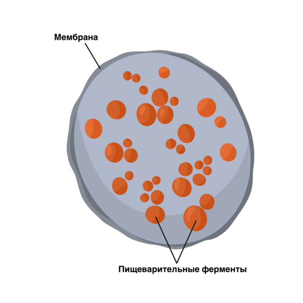 Схема строения лизосомы