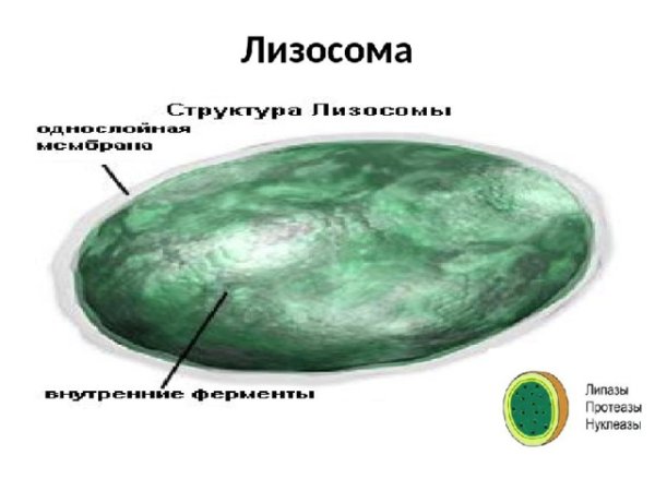 Лизосомы структура и функции