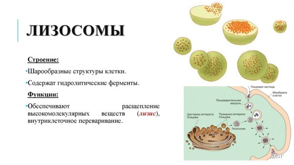 Строение и состав лизосом