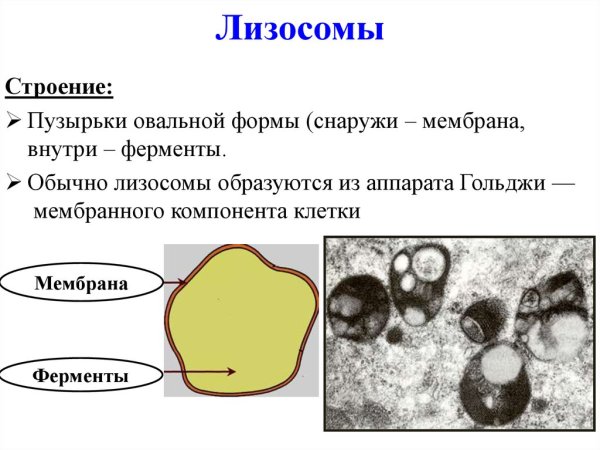 Лизосомы строение рисунок