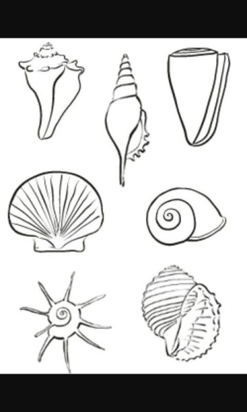 Раскраски ракушек и морских звезд