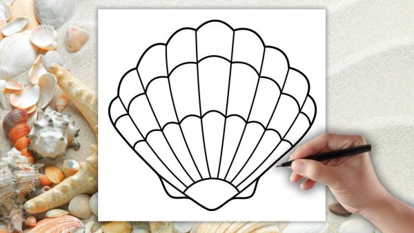 Нарисовать ракушку
