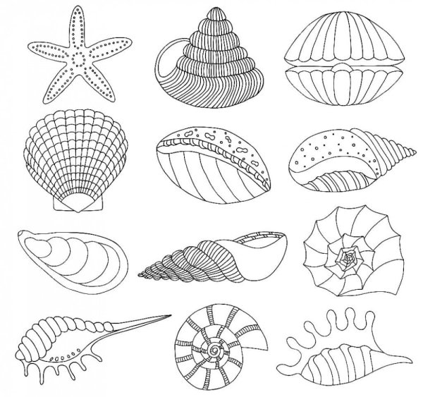 Ракушки морские для срисовки