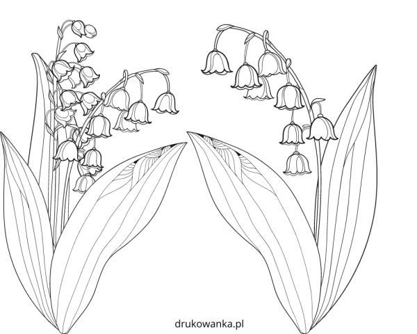 Ландыш рисунок карандашом