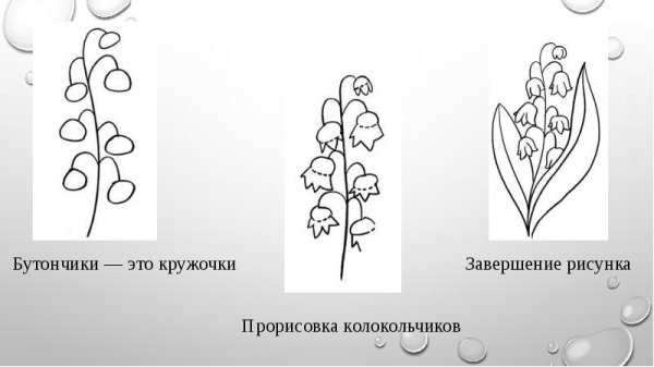Ландыш Ботанический рисунок