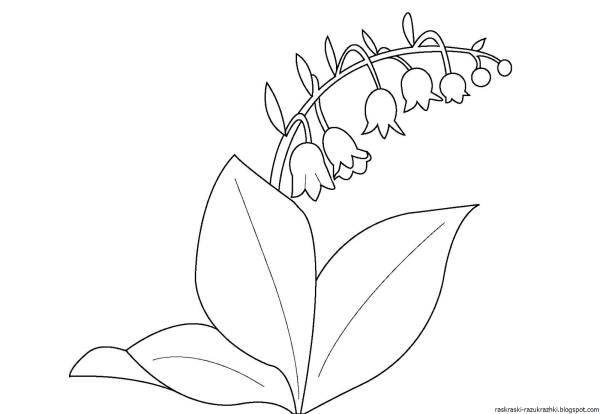 Нарисовать Ландыш Майский