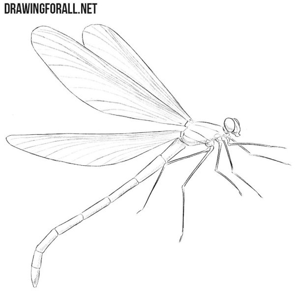 Стрекоза карандашом