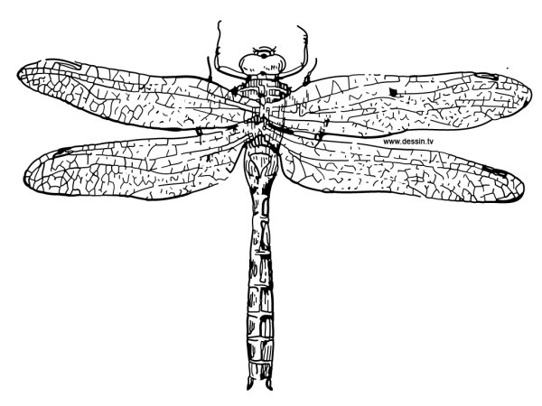 Урок рисования Стрекоза