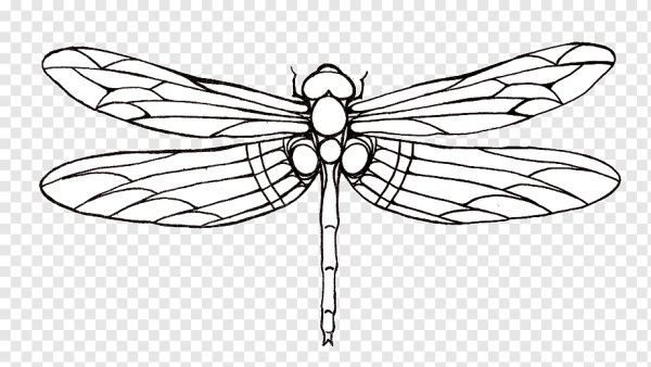 Стрекоза эскиз