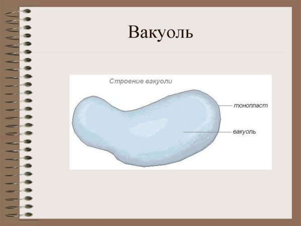 Вакуоль рисунок с подписями