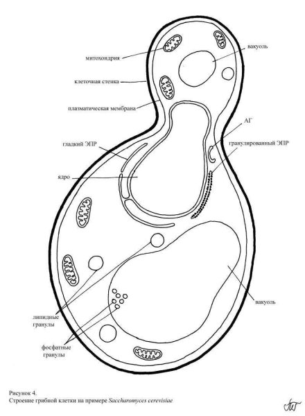 Строение вакуоли в клетке