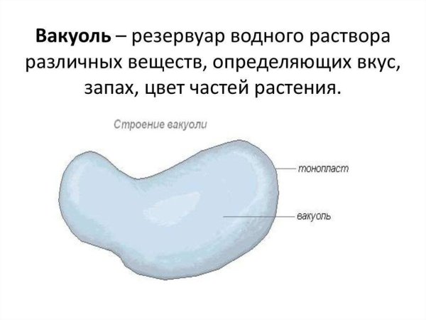Схематическое изображение вакуоли