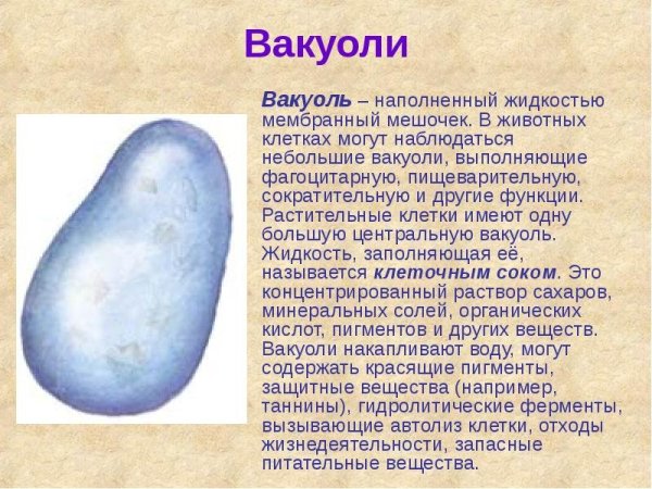 Рисунок вакуоли клетки