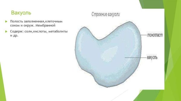 Вакуоль растительной клетки 6 класс