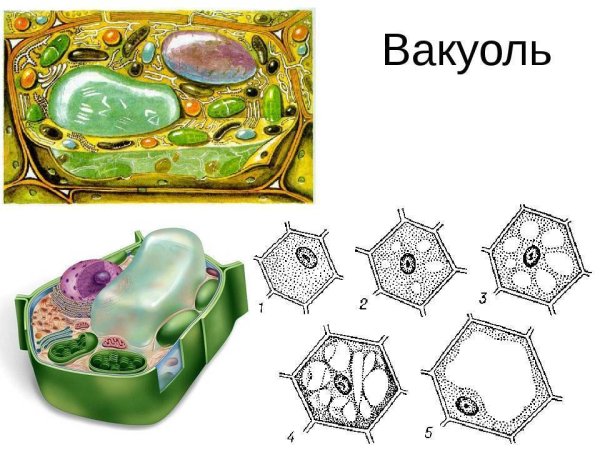 Строение вакуоли 5 класс биология