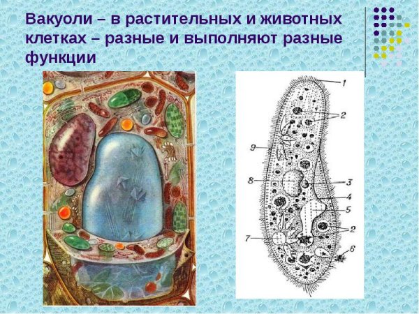 Вакуоль растительной клетки молодой и старой