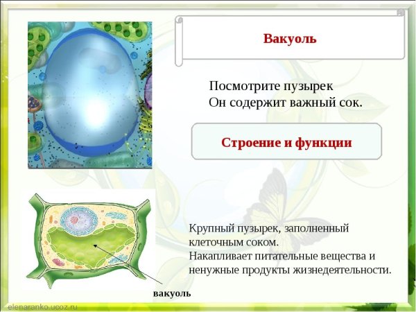 Строение растительной вакуоли