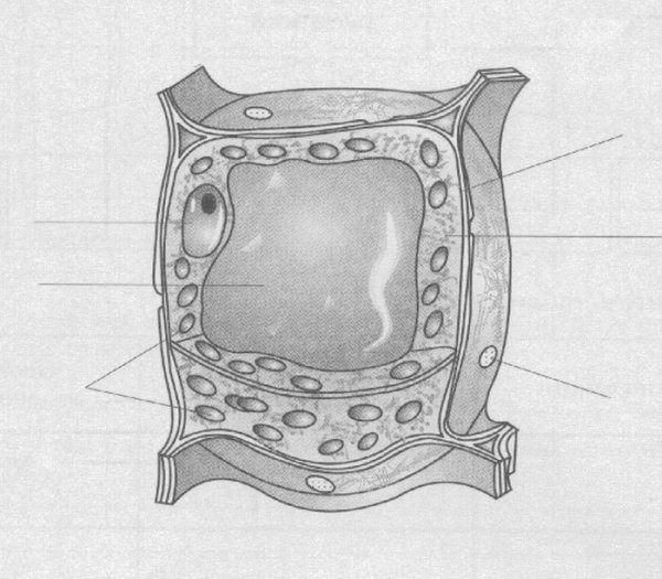 Вакуоль растительной клетки строение