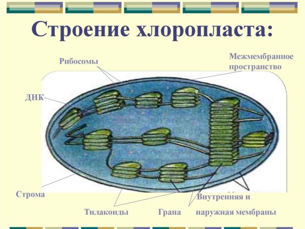 Хлоропласты Строма тилакоиды граны
