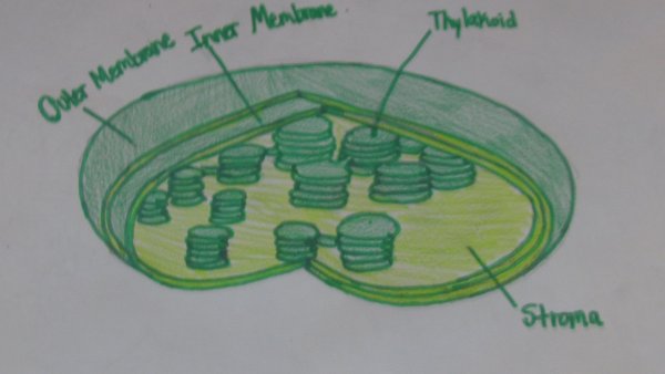 Внутреннее строение хлоропласта на рисунке