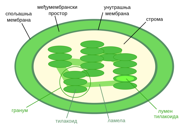Ламеллы хлоропластов
