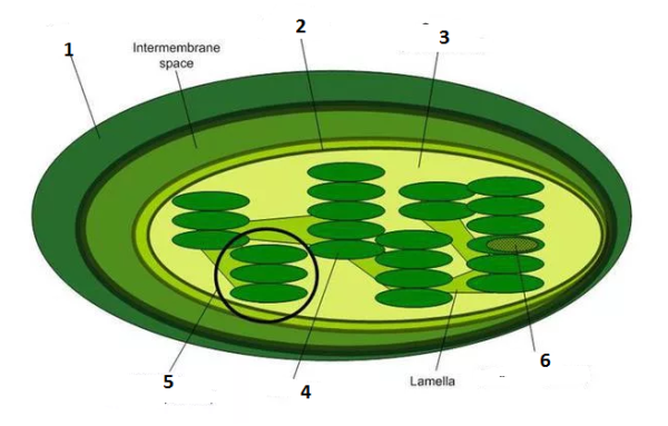Пластиды хлоропласты