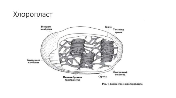 Строение хлоропласта фотосинтез
