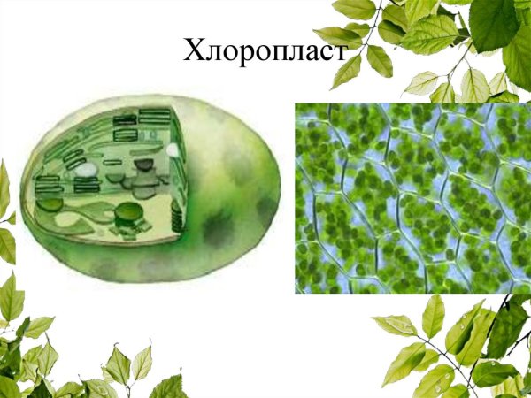 Строение хлоропласта люмен