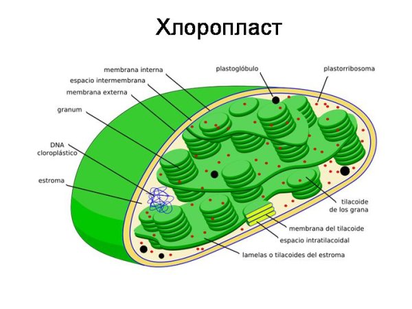 Строение хлоропласта 3д