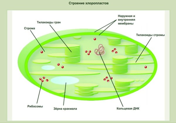 Схема строения хлоропласта