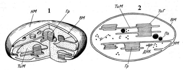 Строение хлоропласта