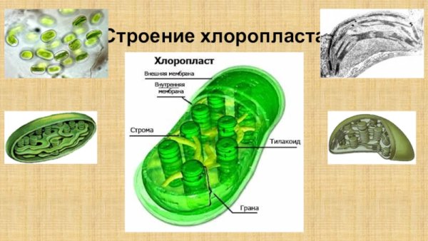 Пластиды хлоропласты строение