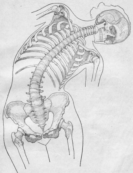 Позвоночник без подписей
