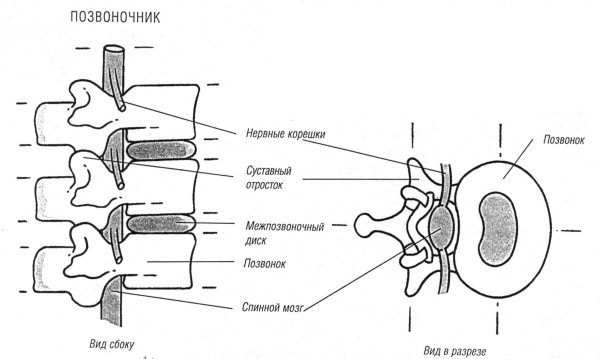 Позвоночник на белом фоне