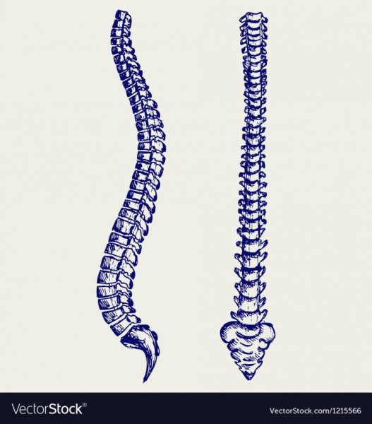 Стилизованный позвоночник