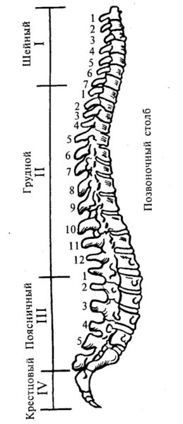 Строение позвоночного столба анатомия