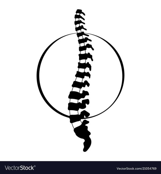Позвоночник и легкие