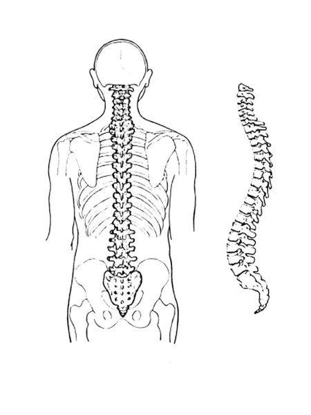 Анатомия позвоночного столба изгибы отделы