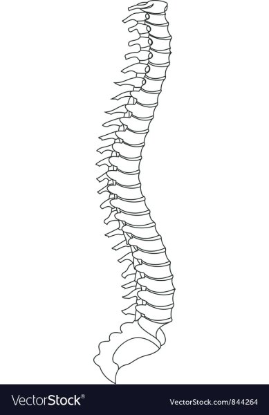 Позвоночник с позвонками схема