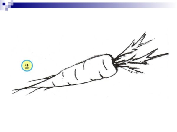 Как нарисовать морковь