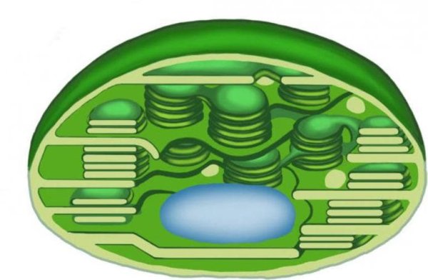 Клетка с пластидами и хлоропластами