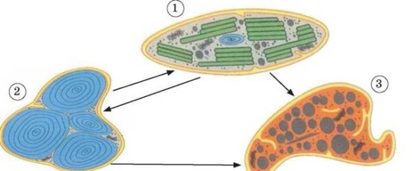 Хлоропласты лейкопласты хромопласты схема