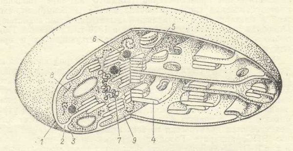 Структура пластид в растительных клетках