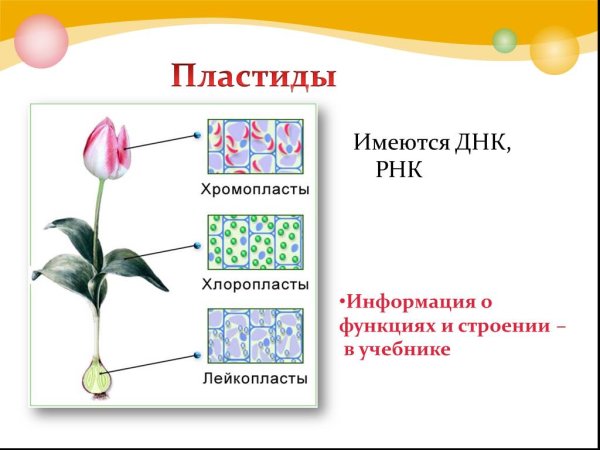 Хлоропласты в растительной клетке