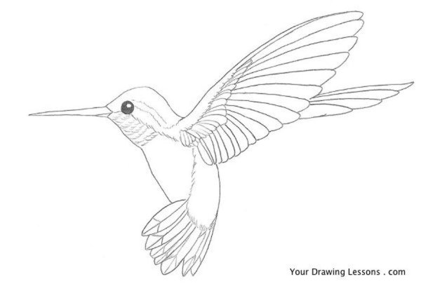 Колибри рисунок карандашом